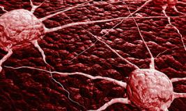 Откуда берется рак?