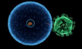 Вирус на любой вкус