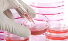 Стволовые клетки